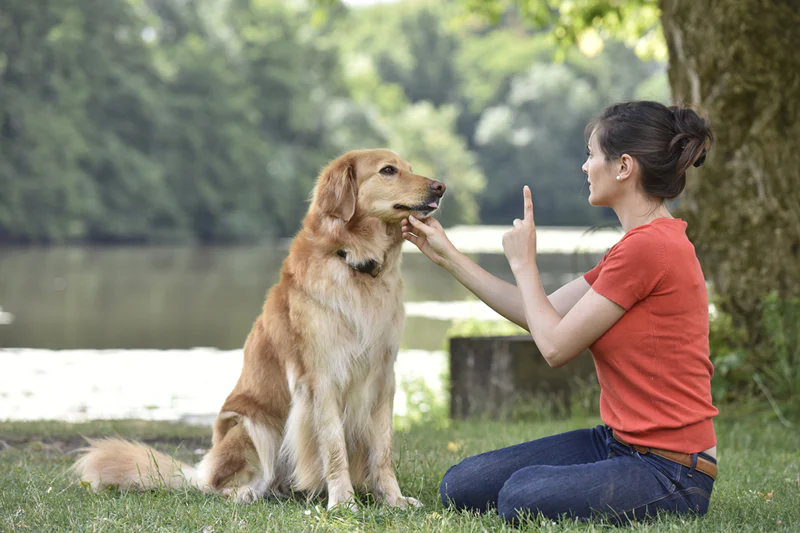 Obedience Training for Dogs Near Me