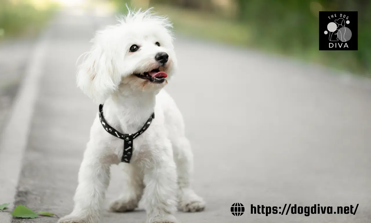 Dog Throwing Up White Foam