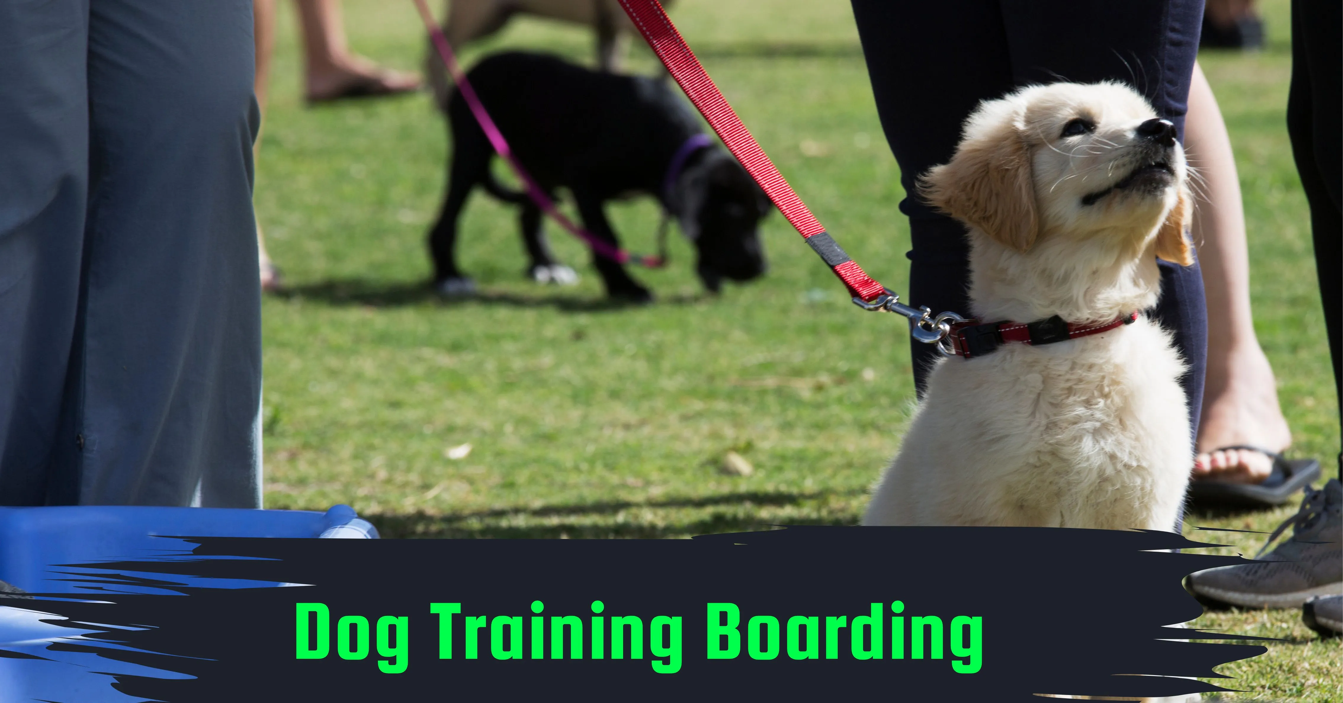 Dog Training Boarding