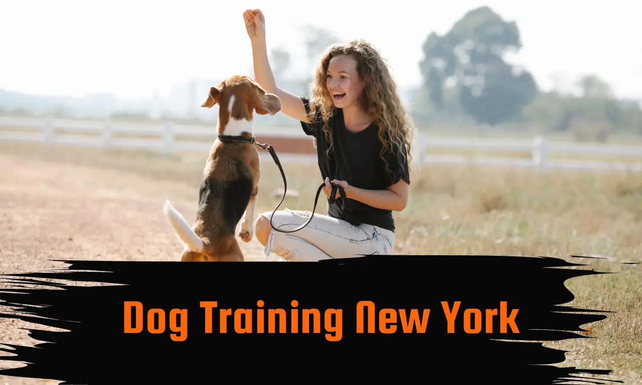 dog training new york