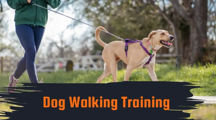 dog walking training