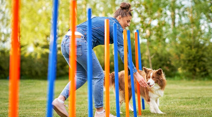 Dog Obedience School