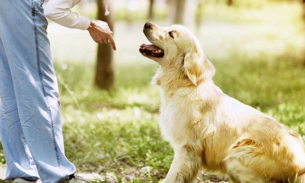 Obedience Training for Dogs Near Me