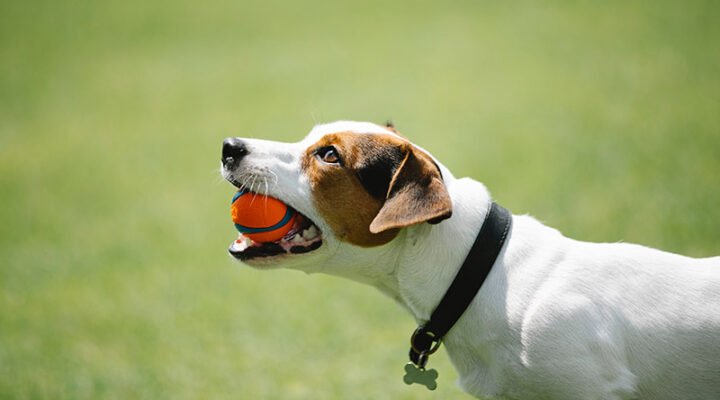 suffolk county dog training